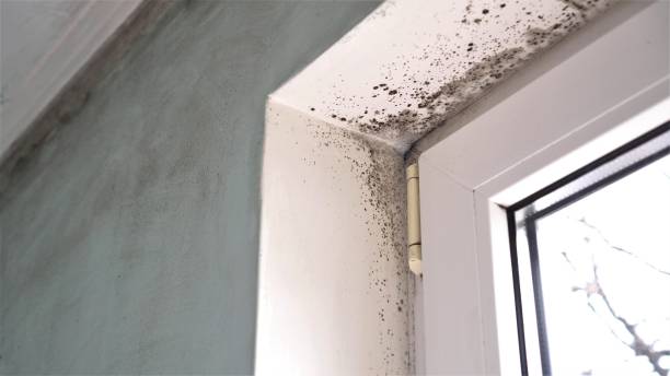 Best Forensic Mold Investigation  in Camas, WA